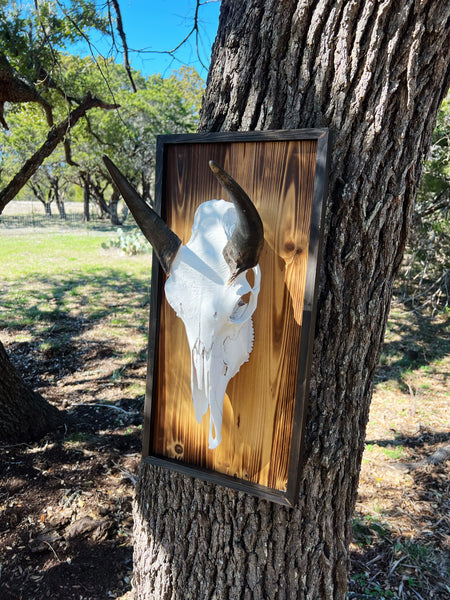 Nilgai Skull