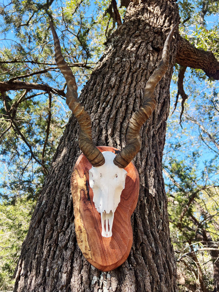 Blackbuck Skull