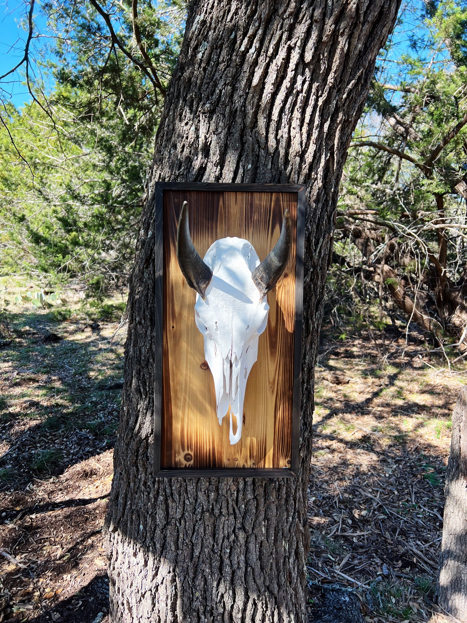 Nilgai Skull