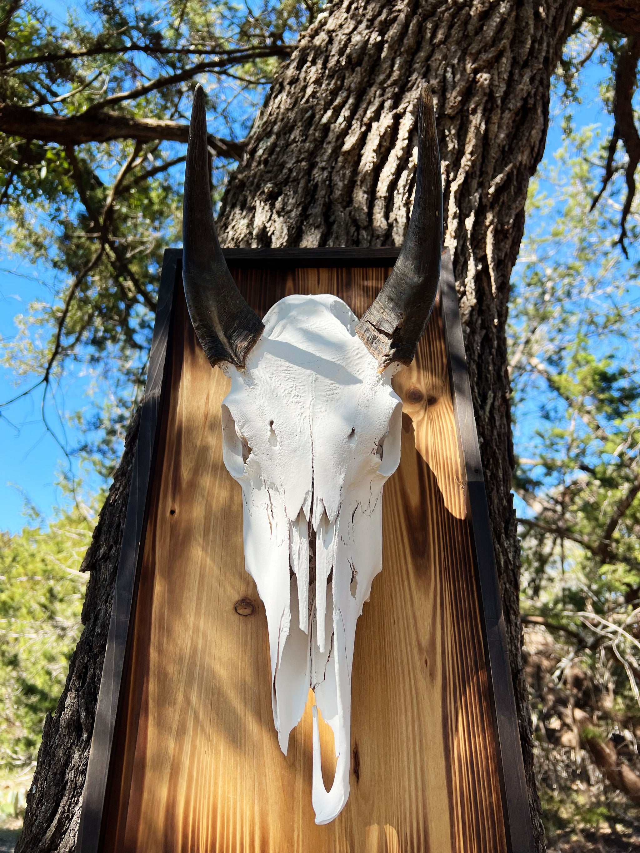 Nilgai Skull – Ivory Revival
