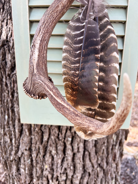 Fallow Antler