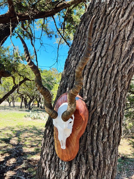 Blackbuck Skull