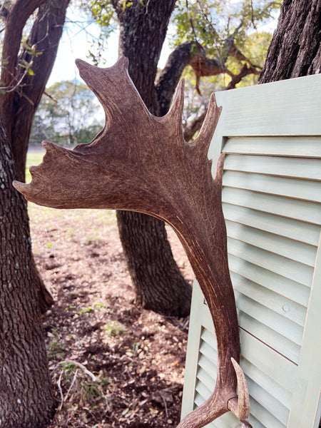 Fallow Antler