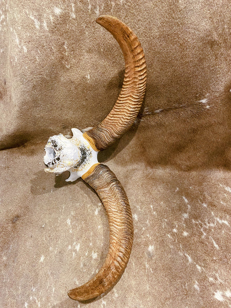 Aoudad Skull