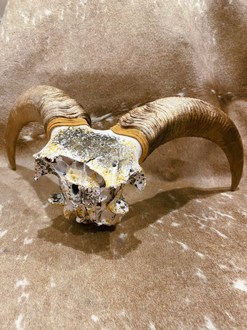 Aoudad Skull