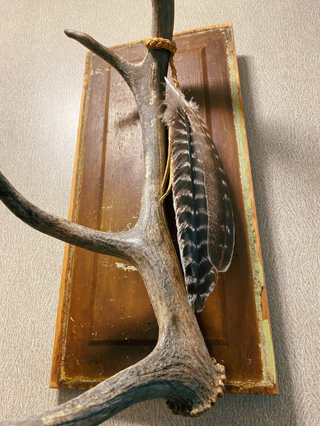 Elk Antler