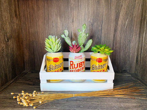 Canned Succulents